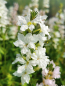 Preview: Lythrum salicaria alba weisser Blutweiderich